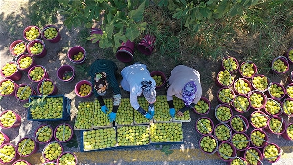 Ege'nin altın değeri koruma altında.