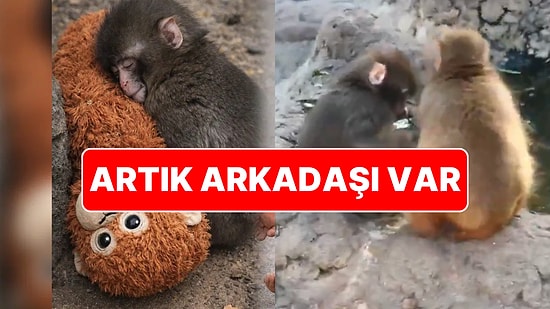 Maymun Punch Arkadaş Buldu! Dünyayı Hüzne Boğan Punch'ın Yeni Görüntüleri Ortaya Çıktı