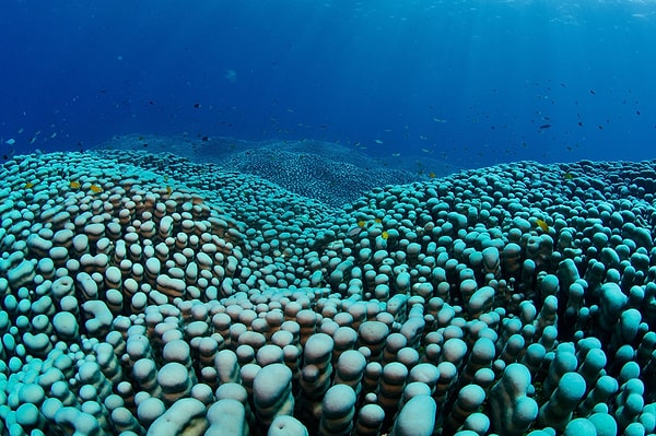 Pavona clavus neden bu kadar dikkat çekiyor?