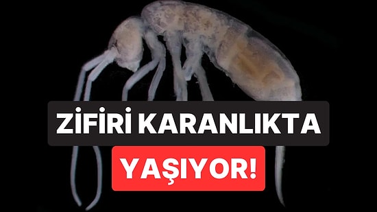 Zifiri Karanlıkta Yaşıyor: Yerin 2 Kilometre Altında Yaşayan Canlı Bulundu