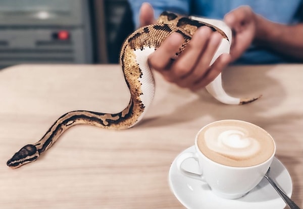 Kahve Eşliğinde Yılanlar: Pythonism - Taipei