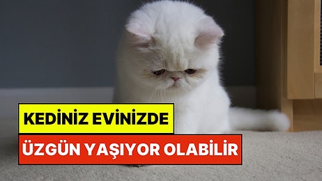Kedinizin Üzgün Olduğunu Nasıl Anlarsınız?
