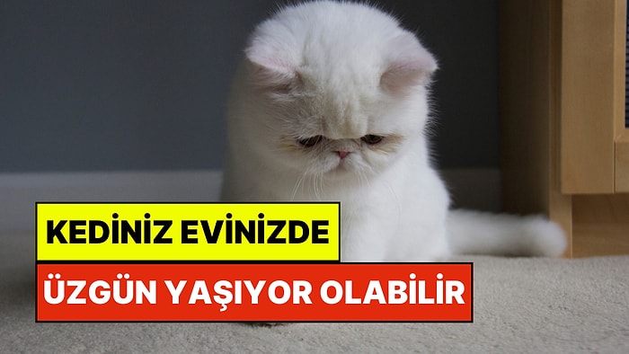 Kedinizin Üzgün Olduğunu Nasıl Anlarsınız?
