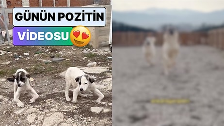Akımın En Güzel Hali: Fiziksel Anomalileri Bulunan İki Köpeğin Değişim Videosu İçinizi Isıtacak