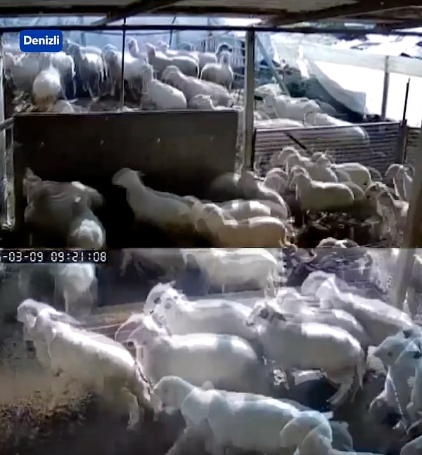 Ağıldaki koyunlar büyük korku yaşadı.