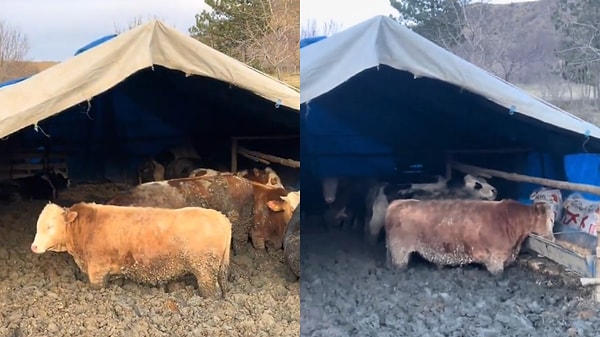 Hayvanları çamura saplayıp kilo aldırıyorlarmış! Tarım ve Orman Bakanlığı açıklama yaptı.