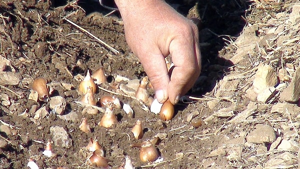 Resmi Gazete’de yayımlanan "Doğal Çiçek Soğanlarının 2026 Yılı İhracat Listesi Hakkında Tebliğ" ile bu yılki yol haritası netleşti.