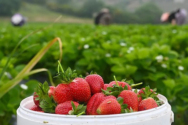 Fiyatlar üreticiyi memnun ediyor.