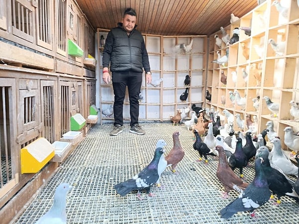Kahramanmaraş'ta 10 yaşında başladığı güvercin yetiştiriciliğini yıllar boyunca sürdüren Hasan Çetinkaya, evinin yanında oluşturduğu özel alanda güvercinlerini yetiştirmeye devam ediyor.