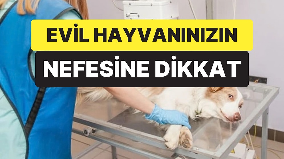 Veteriner Uyardı: Evcil Hayvanınızın Nefesindeki Bu Değişim Ciddi Hastalığın İşareti Olabilir