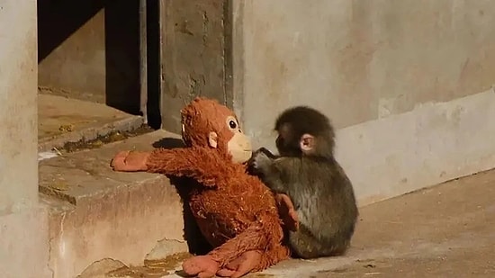 From Loneliness to Happiness: Viral Baby Monkey Punch Finds a New Companion