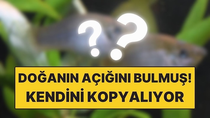 Genetik Kuralları Altüst Eden Balık: Kendini Kopyalayarak Çoğalabiliyor
