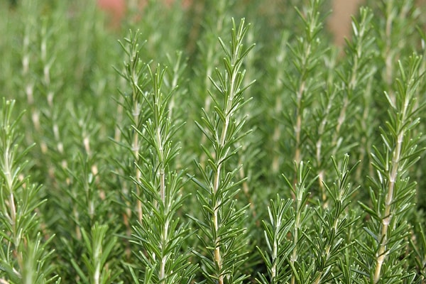 Etki yalnızca hatırlamakla sınırlı değil, odaklanma ve zihinsel hız da bu kokudan payını alıyor.