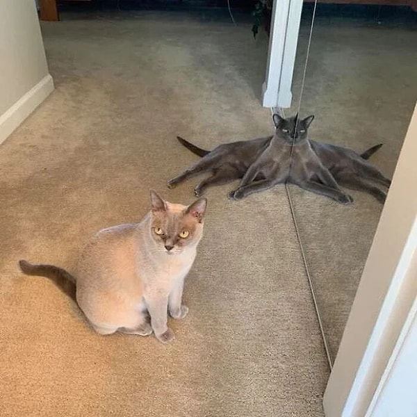 1. Uzaylı olduklarını zaten biliyorduk.