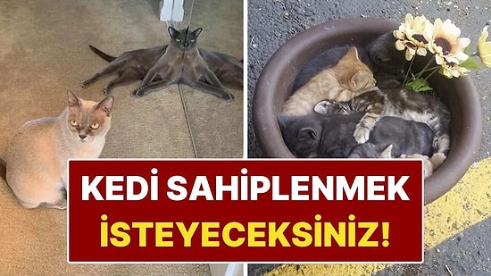 Kedi Sahiplenme İsteğini Tetikleyen 12 Komik Fotoğraf!
