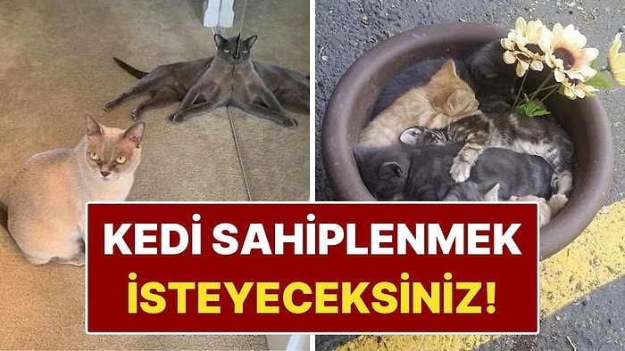 Kedi Sahiplenme İsteğini Tetikleyen 12 Komik Fotoğraf!
