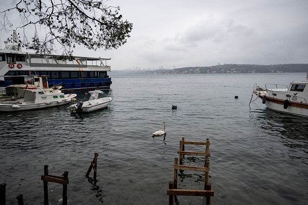 İstanbul Boğazı’nda yalnız bir kuğu 👇