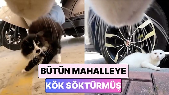 Üzerine Kamera Takılan Kedinin Sokaktaki Tüm Kedilere Kök Söktürdüğü Anlar