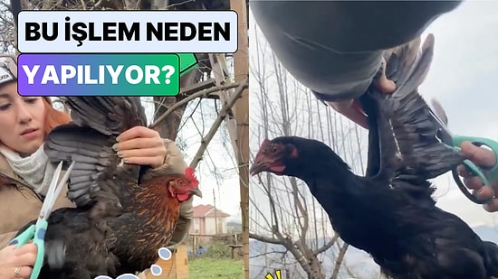 Bir Kadın Uçarak Komşusunun Bahçesine Giren Tavuğunun Kanatlarını Kestiği Anları Paylaştı