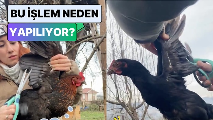 Bir Kadın Uçarak Komşusunun Bahçesine Giren Tavuğunun Kanatlarını Kestiği Anları Paylaştı