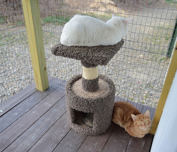 Kedilerin güvenliğini sağlamak, onları tamamen eve hapsetmek anlamına gelmemektedir.