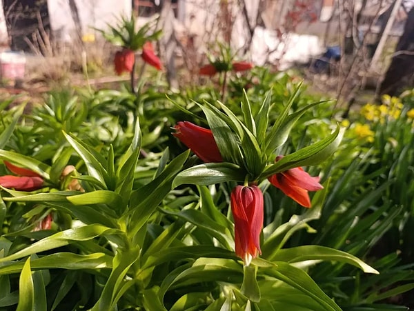 Ters lale sadece görsel bir güzellik değil, aynı zamanda Türkiye'nin biyolojik çeşitliliğinin önemli bir parçası.