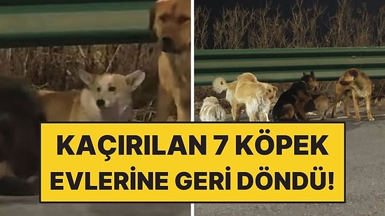 Çin’de Kaçırılan 7 Köpek 17 Kilometre Yürüyüp Evlerini Geri Döndü!