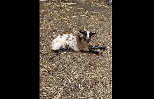 Peki bu hareketi neden yapıyorlar?