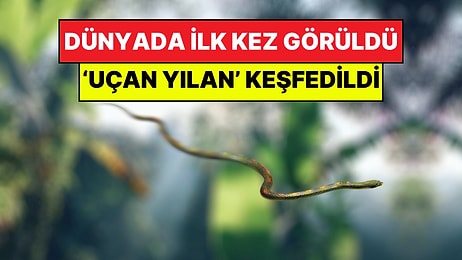 Bilim Dünyası Şokta: Milyonlarca Yıllık Mağarada 'Uçan Yılan' Türü Keşfedildi