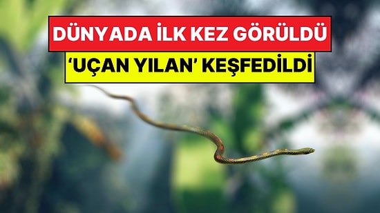 Bilim Dünyası Şokta: Milyonlarca Yıllık Mağarada 'Uçan Yılan' Türü Keşfedildi