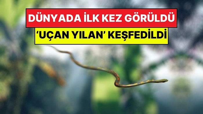 Bilim Dünyası Şokta: Milyonlarca Yıllık Mağarada 'Uçan Yılan' Türü Keşfedildi