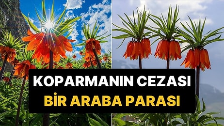 Yılda Sadece 20 Gün Yaşayan Özel Çiçeği Koparmanın Cezası Neredeyse Bir Araba Parası!