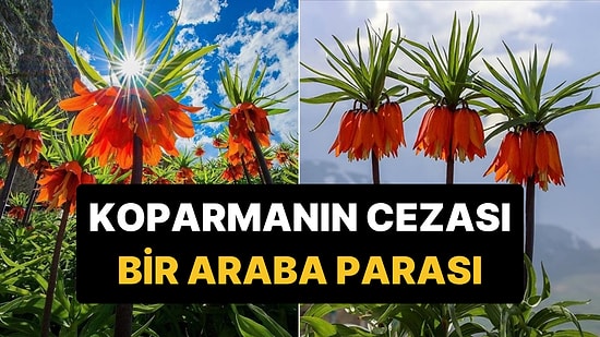 Yılda Sadece 20 Gün Yaşayan Özel Çiçeği Koparmanın Cezası Neredeyse Bir Araba Parası!