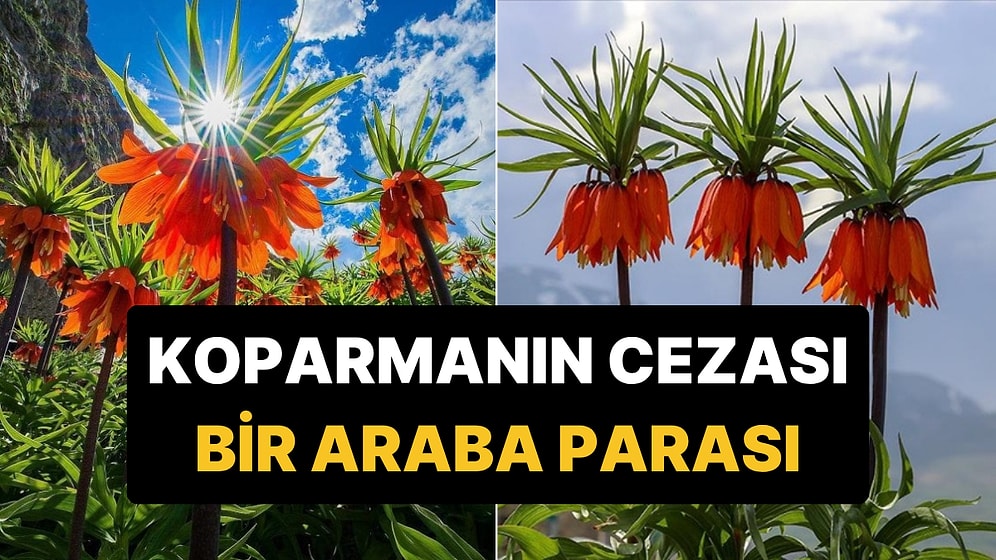 Yılda Sadece 20 Gün Yaşayan Özel Çiçeği Koparmanın Cezası Neredeyse Bir Araba Parası!