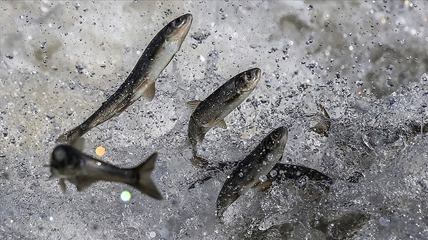 Van Gölü'nün derinliklerinde hayat var.