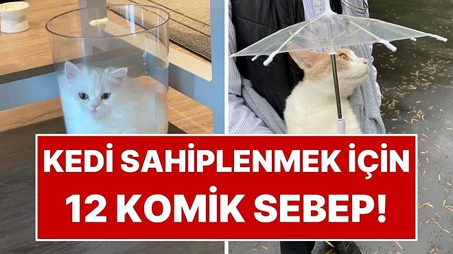 Kedi Sahiplenme İsteğini Anında Tetikleyen 12 Komik Kare!