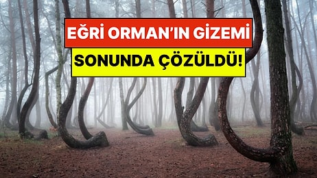 Dünyanın En Garip Ormanı: Polonya'daki Eğri Orman’ın Asırlık Gizemi Çözüldü!