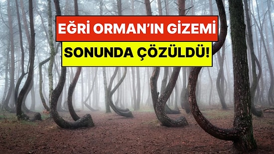 Dünyanın En Garip Ormanı: Polonya'daki Eğri Orman’ın Asırlık Gizemi Çözüldü!