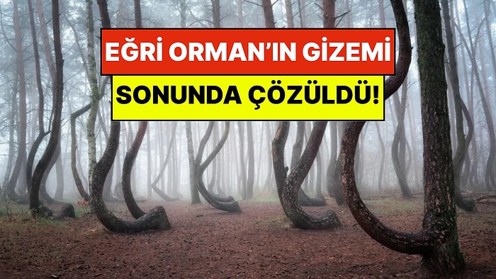 Dünyanın En Garip Ormanı: Polonya'daki Eğri Orman’ın Asırlık Gizemi Çözüldü!