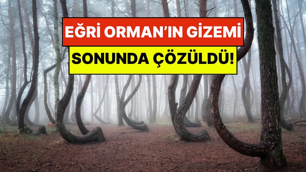 Dünyanın En Garip Ormanı: Polonya'daki Eğri Orman’ın Asırlık Gizemi Çözüldü!