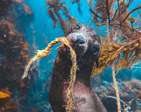 1. Mansiyon - Manzara ve Vahşi Yaşam: Yardımcı Olabilir miyim? - Selanie Waddilove