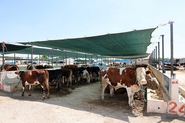 Fiyatlar belli oldu.