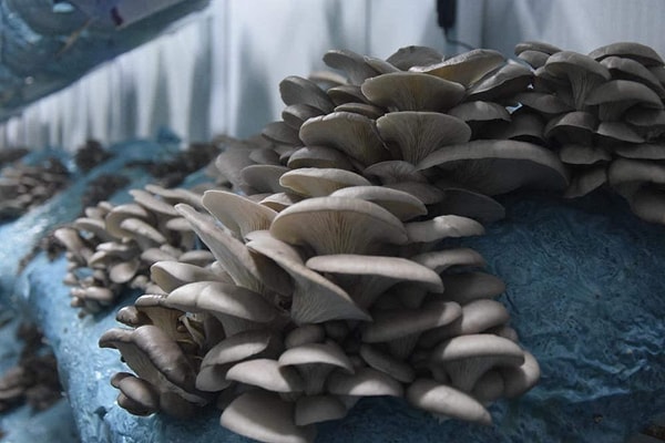 İstiridye mantarı üretiminin bazı zorluklar içerdiğini belirten girişimci, sektöre adım atmak isteyenlere sürecin dikkat ve bilgi gerektirdiğini vurguladı.