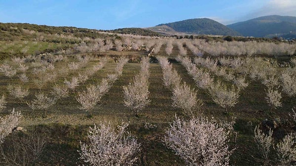 Modern tekniklerle yıllık 400 tonluk üretim hacmine ulaşıyor.