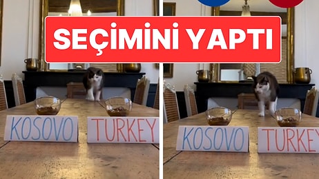 "Nimbus The King" İsimli Kedi Dünya Kupası İçin Türkiye’yi Seçti