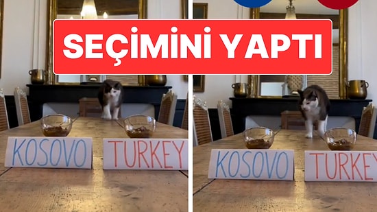 "Nimbus The King" İsimli Kedi Dünya Kupası İçin Türkiye’yi Seçti
