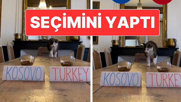 "Nimbus The King" İsimli Kedi Dünya Kupası İçin Türkiye’yi Seçti