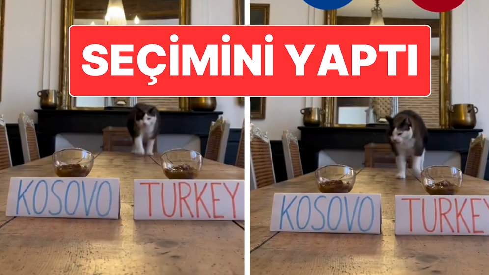 "Nimbus The King" İsimli Kedi Dünya Kupası İçin Türkiye’yi Seçti