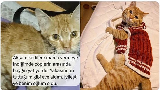 Çok Sevdikleri Kedileriyle Tanışma Hikayelerini Anlatan Kişiler