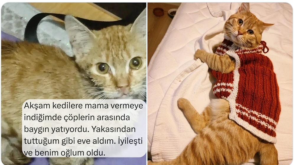 Çok Sevdikleri Kedileriyle Tanışma Hikayelerini Anlatan Kişiler